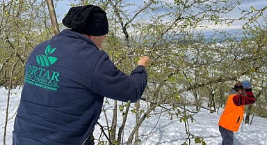 Ordu'da kar ve soğuk hava sonrası fındıkta hasar tespitine başlandı