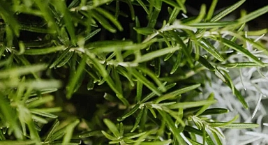 Saçları 5 kat hızlı uzatıyor!