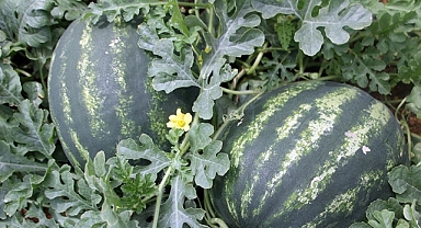 Seralarda yetişen erkenci karpuz, raflarda yerini almaya başladı