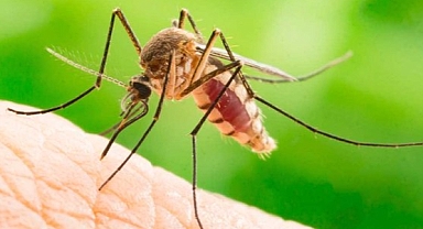Sivrisinek salyası, dang hummasının bulaşıcılığını kolaylaştırıyor olabilir 