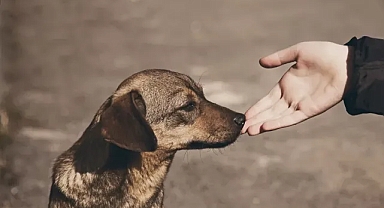 Sokak hayvanlarına yardım etmenin yolları