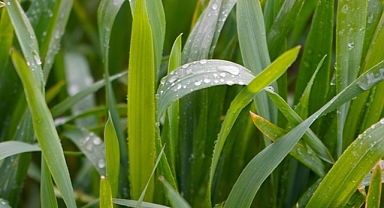 Trakya'da son yağışlar gelişim kaybı yaşayan buğdaya ilaç oldu