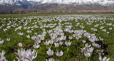Tunceli'de Baharın Müjdecisi: Çiğdem ve Nergisler Çiçek Açtı