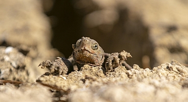 Tunus'taki Şeybe Barajı'nda suların çekilmesi kaplumbağaların doğal yaşamını tehdit ediyor