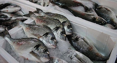 Türkiye'nin su ürünleri ihracatı 2022'de 1,5 milyar doları aştı