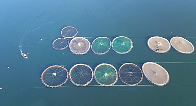 Türkiye su ürünleri yetiştiriciliğinde Avrupa'nın zirvesinde