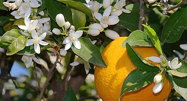 Turunç ve narenciye cenneti Adana'yı portakal çiçeği kokusu sardı