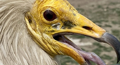 Uydudan takip edilen akbaba Midas, 1 yılda 32 bin kilometre uçtu