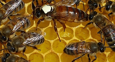 Varroa
