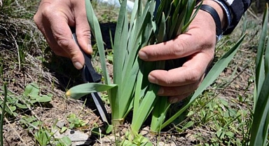 Vücut için şifa deposu! 
