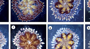 Yaşlanmayan deniz canlıları kanser ve yaşlanma tedavisinde ilaç ham maddesi olabilir