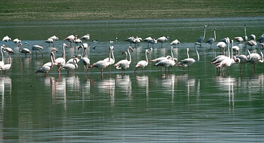 Yozgat’a misafir kuşların göç yolculuğu başladı