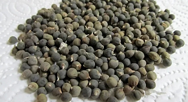 1 tutam tüketmek bile ağrı kesici görevi görüyormuş! İşte doğal ağrı kesici...