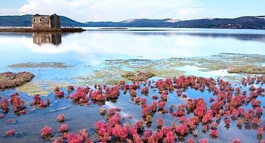 20 sulak alan yok olma tehlikesiyle karşı karşıya