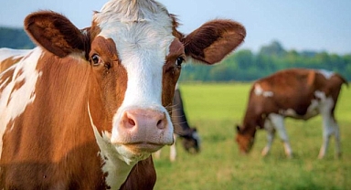 2023 yılı vekaletle kurban kesim bedelleri açıklandı