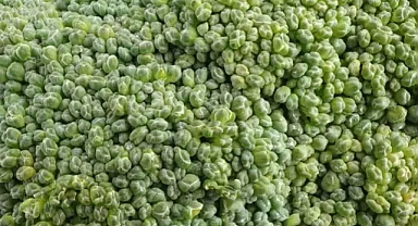 A, C, E, K Vitamin deposu! Hücresel metabolizmayı hızlandırıp, yaşlanmayı 20 yıl geciktiriyor...