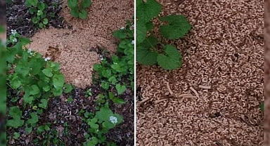 ABD’de ormanda bulunan 230 kiloluk makarnanın gizemi çözüldü