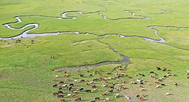 Ağrı’da mendereslerin bulunduğu ovalar yeşile büründü