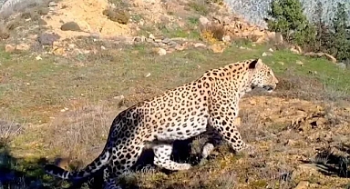 Akdeniz ve Ege'de 'Anadolu leoparı' heyecanı