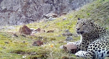 Akdeniz ve Ege'de 'Anadolu leoparı' heyecanı