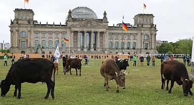 Almanya'da çevreciler ineklerini Meclis bahçesinde otlattı