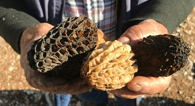 Altın kadar değerli: Poşet poşet toplayıp 2 bin 500 liradan satıyorlar!