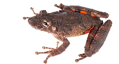 Amazon'da yeni bir kurbağa türü keşfedildi