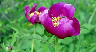 Antioksidan ve ağrı kesici deposu! Sadece 15 gün ömrü var