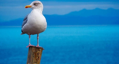 Araştırma: Martılar, insanları taklit ediyor