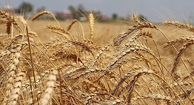 Artan yağışlar buğdayda rekolte beklentisini yükseltti