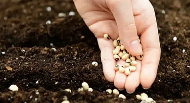 ATA TOHUMU YERLİ FİDELER ÜSKÜDAR’DA TOPRAKLA BULUŞTU 