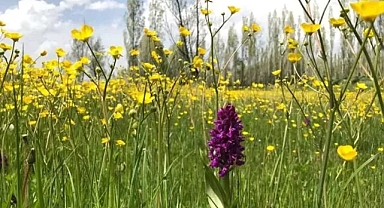 Baharın gelmesiyle birlikte tarlalarda açan kanolalar görsel şölen oluşturdu