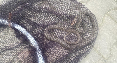 Balyanoz Koyu’nda yılan paniği