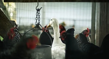 Brezilya’da kuş gribi alarmı