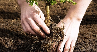 BSH TÜRKİYE, 21 YILLIK GELENEKLE YEŞİLİ KUCAKLIYOR: SÜRDÜRÜLEBİLİR YAŞAM İÇİN 23 BİN AĞAÇ