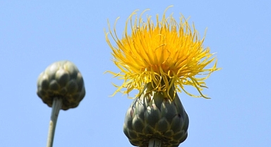 Bu bitkiyi görürseniz asla koparmayın! Cezası çok fazla...