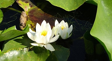 Bu çiçeği sakın koparmayın: Cezası 244 bin TL!