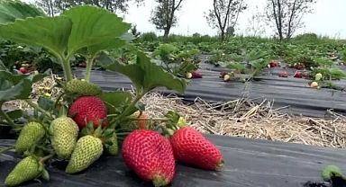 Bu çilek hem daha aromatik hem de daha uzun ömürlü