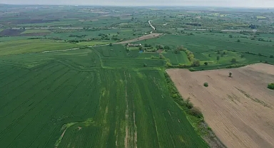 Buğdayda yüksek rekolte beklentisi arttı