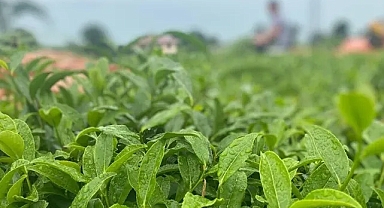 ÇAYKUR, 2023 yılı yaş çay sezonunu açtı