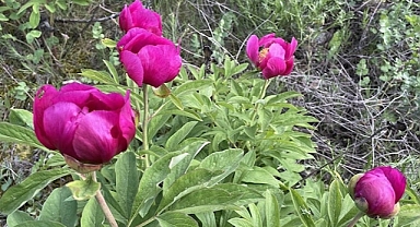 Cehrilik lalesiyle ilgili bilimsel çalışma yapılacak