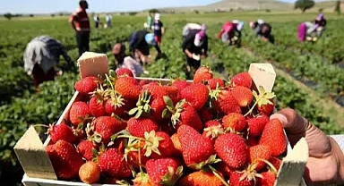 Çilek Köy’de hasat edilen çilekler Çınar Halk Market ve Gülümse Kafe’de yerini aldı