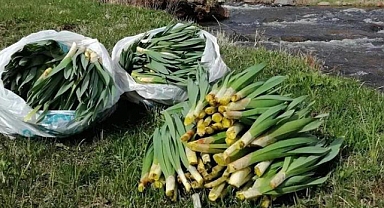 'Çiriş Otu” deyip geçmeyin! Sağlığa büyük faydası var