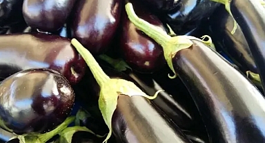 Çöp diye atılan patlıcan saplarının şaşırtıcı etkisi! 