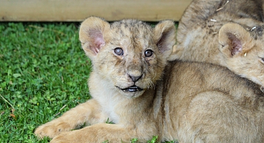 Cumhurbaşkanı Erdoğan’a hediye edilen aslanların dördüz yavrusu oldu
