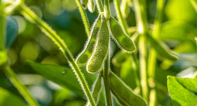 Demir vitamini içeren besinler nelerdir? En çok demir vitamini hangi gıdalarda var?