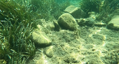 DENİZ ÇAYIRLARI ZARAR GÖRDÜ 