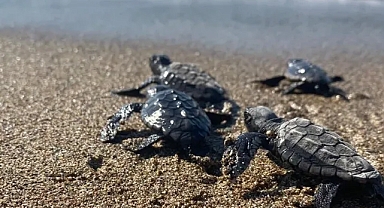 Deniz kaplumbağaları küresel ısınma nedeniyle yeni yuvalama alanları arıyor