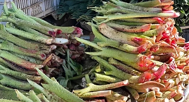 Doğunun muzu 'ışkın' tam bir şifa deposu! Şekeri dengede tutuyor