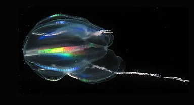 Dünya'nın ilk hayvanı bulunmuş olabilir 